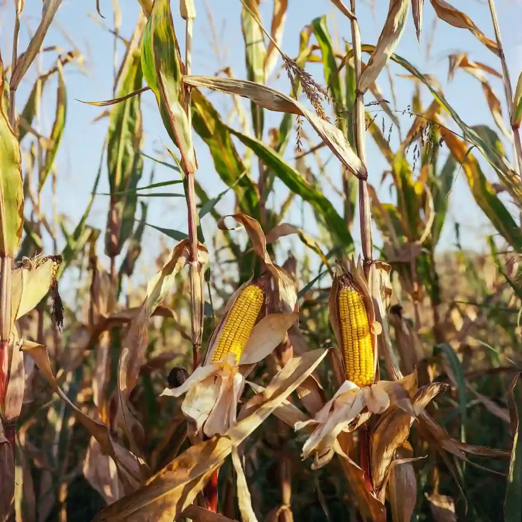 Corn - analyse your starches from e.g., corn and fibres with Quant with Petri Sampler