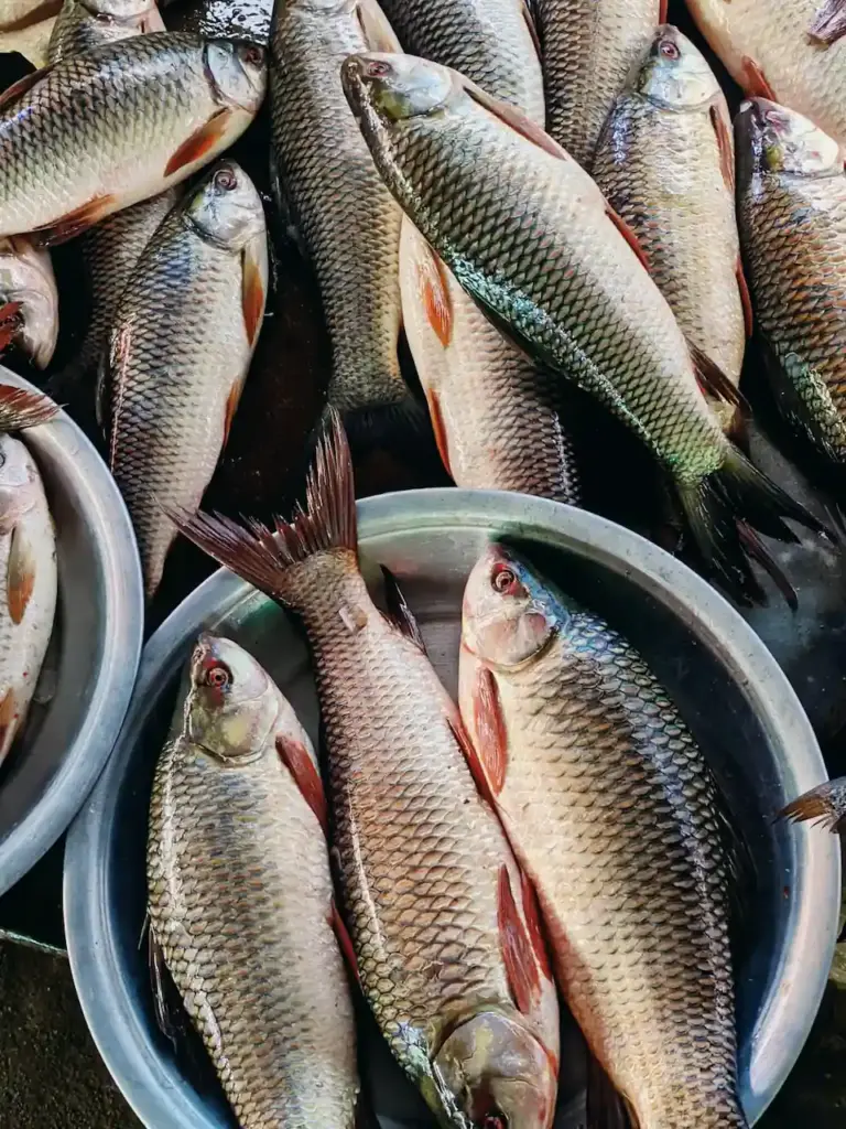 Fish in a bucket. Analyse your fish and bone meal with the Quant with Petri Sampler fast and easy sampling.